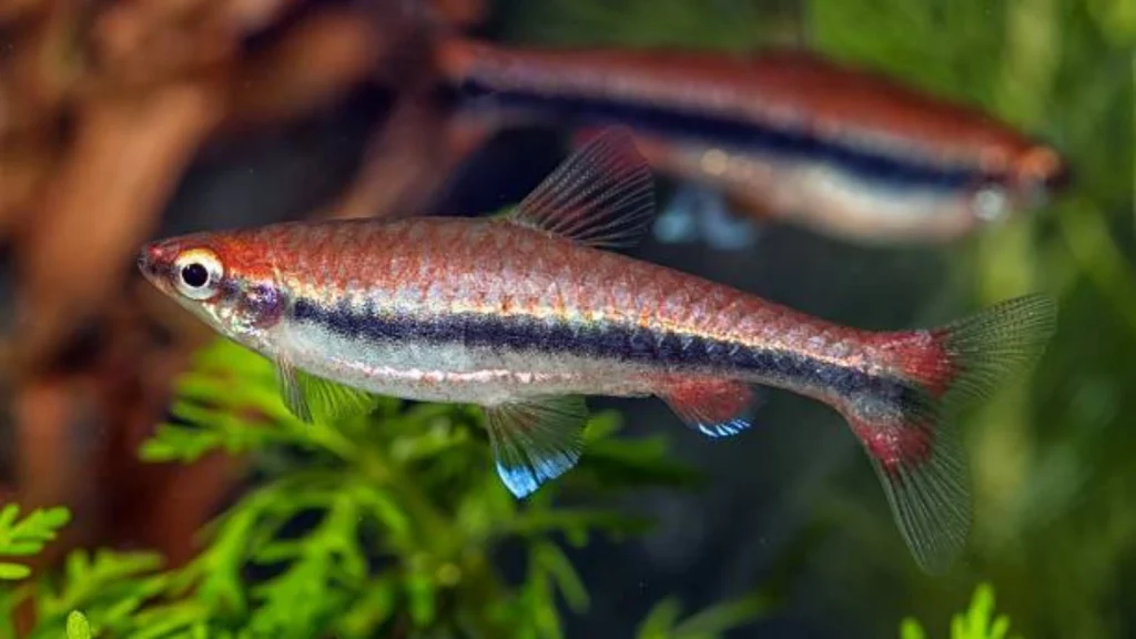 Mosquito Rasbora
