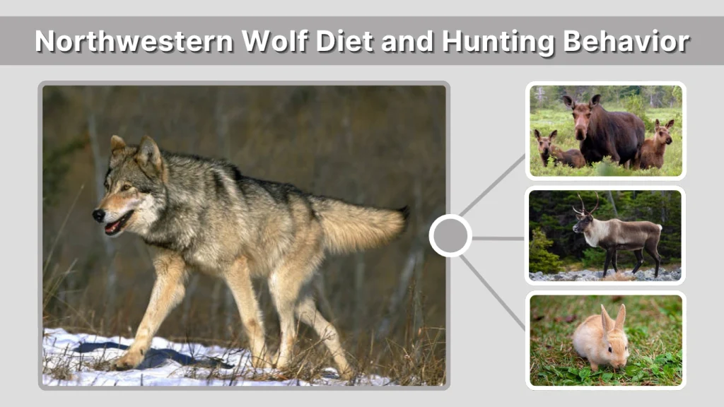 Northwestern Wolf Diet and Hunting Behavior