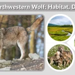 Northwestern Wolf Habitat, Diet, Size, Lifestyle & Facts