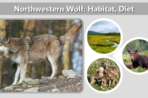 Northwestern Wolf Habitat, Diet, Size, Lifestyle & Facts