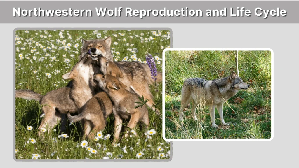 Northwestern Wolf Reproduction and Life Cycle