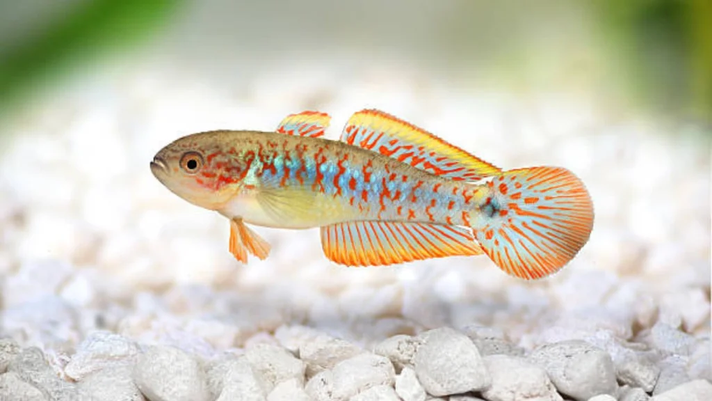 Peacock Gudgeon