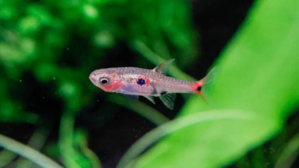 Phoenix Rasbora