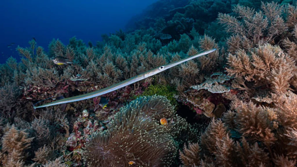 Pipefish