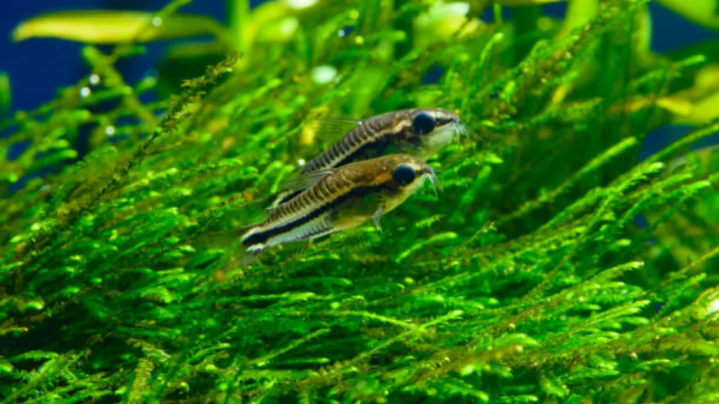 Pygmy Corydoras