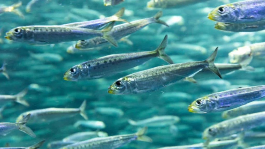 Herring