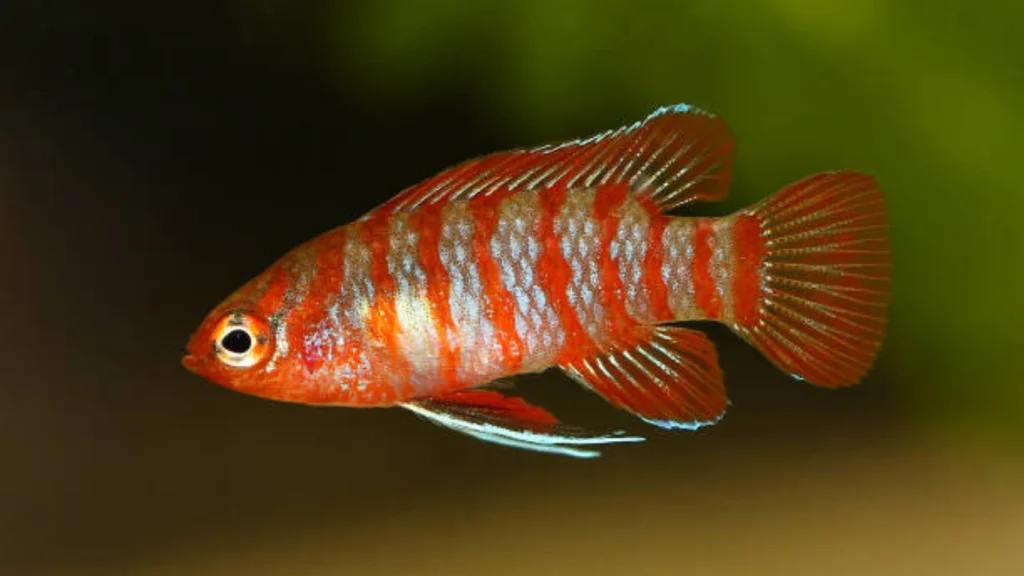 Scarlet Badis