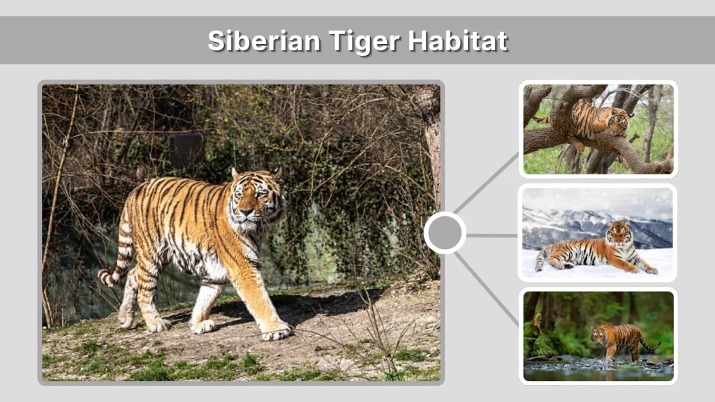 Siberian Tiger Habitat