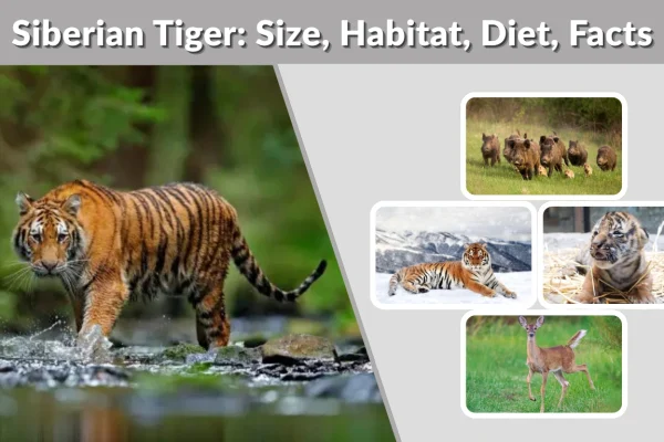 Siberian Tiger Size, Habitat, Diet, Facts & Complete Guide