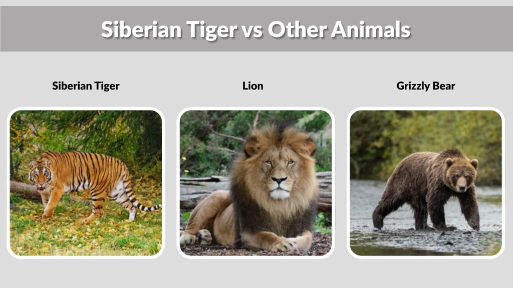 Siberian Tiger vs Other Animals