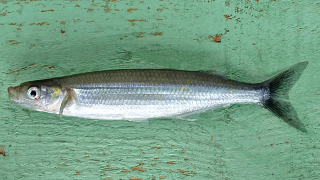 Smelt