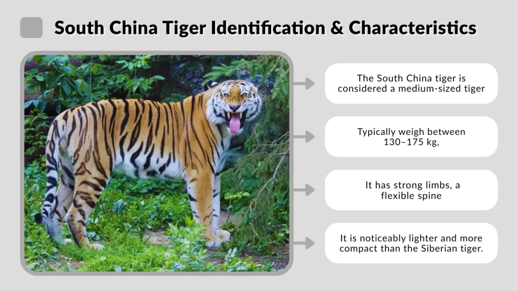 South China Tiger Identification & Characteristics