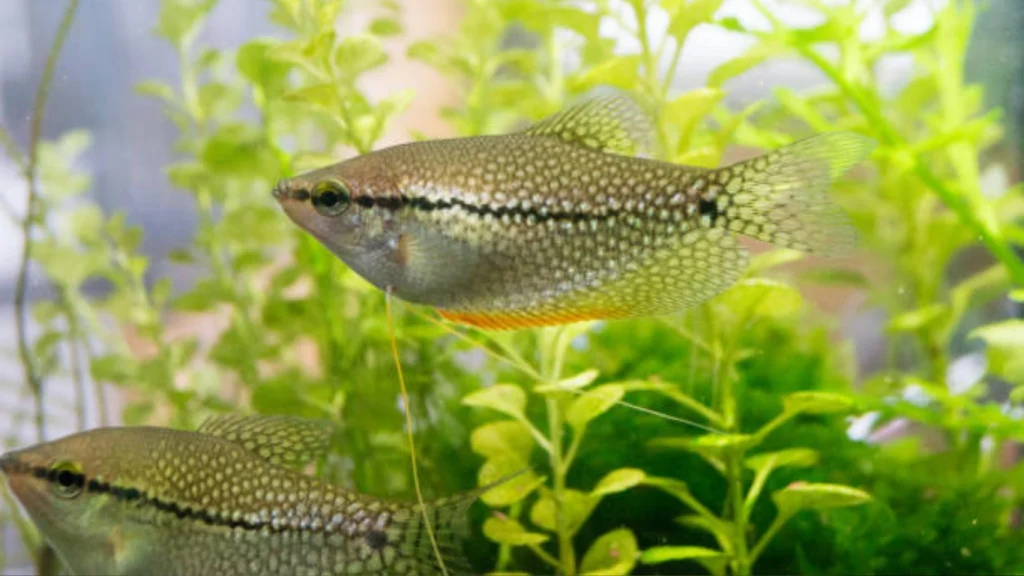 Sparkling Gourami