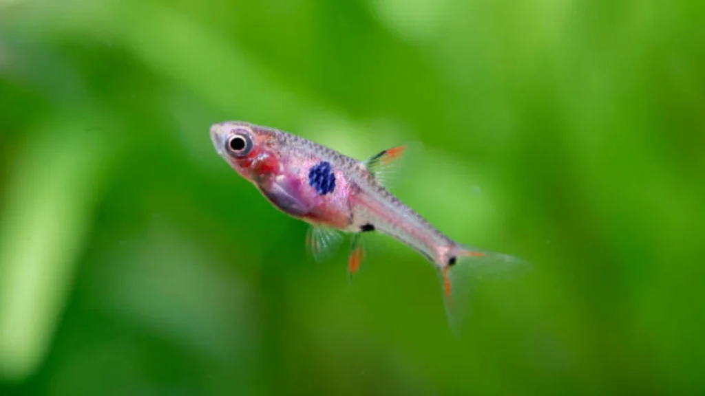 Strawberry Rasbora