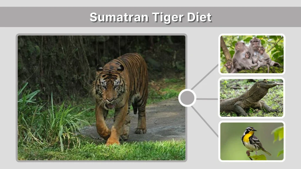 Sumatran Tiger Diet