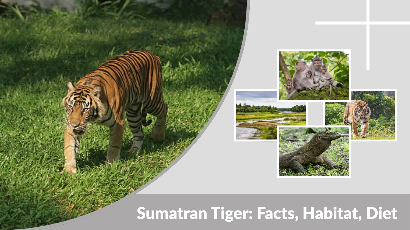 Sumatran Tiger Facts, Habitat, Diet, Lifespan & Life Cycle