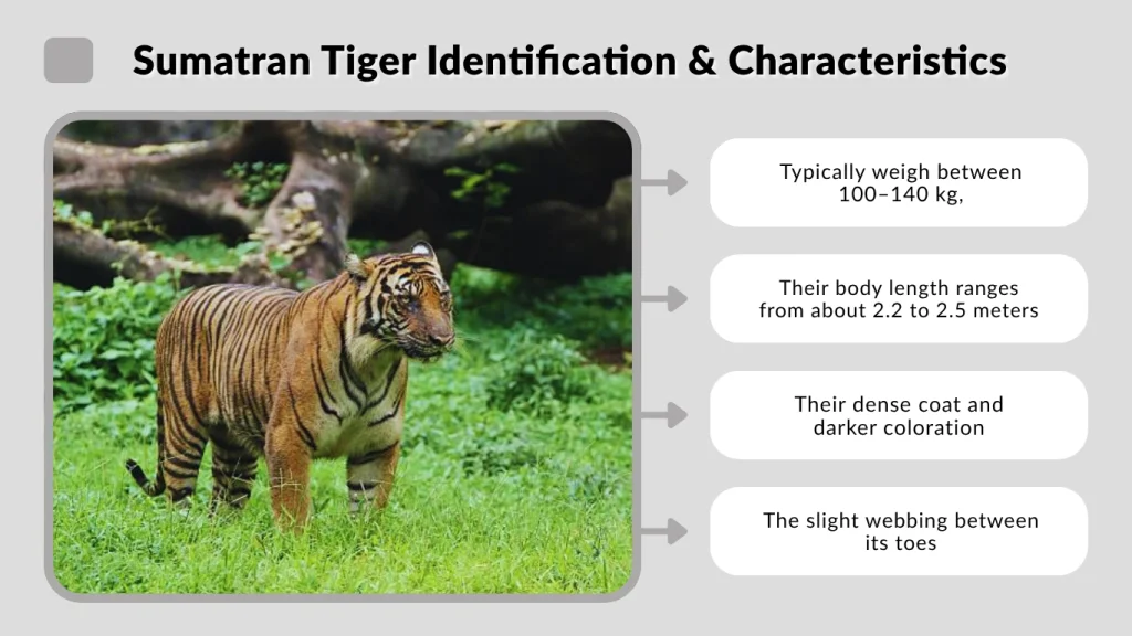 Sumatran Tiger Identification & Characteristics