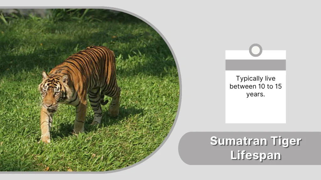 Sumatran Tiger Lifespan