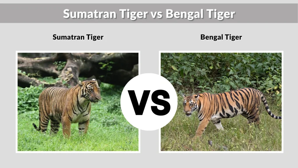 Sumatran Tiger vs Bengal Tiger