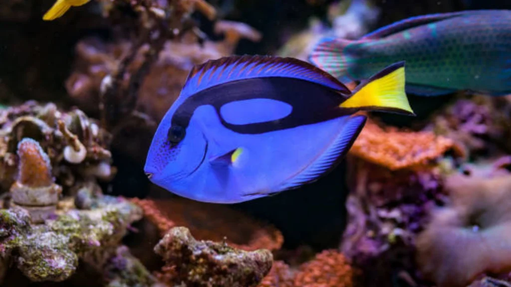 Surgeonfish