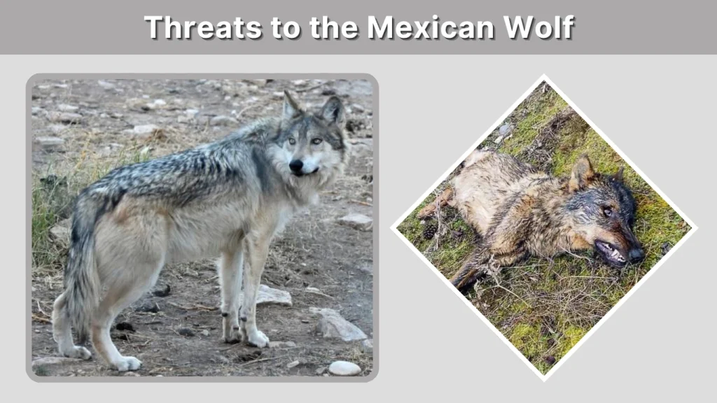 Threats to the Mexican Wolf