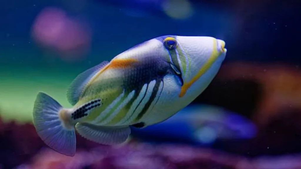 Triggerfish