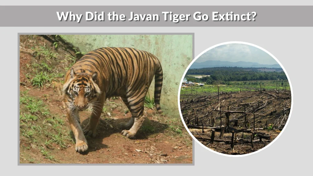 Why Did the Javan Tiger Go Extinct