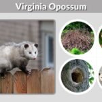 Virginia Opossum: Size, Habitat, Diet, Lifespan and Facts
