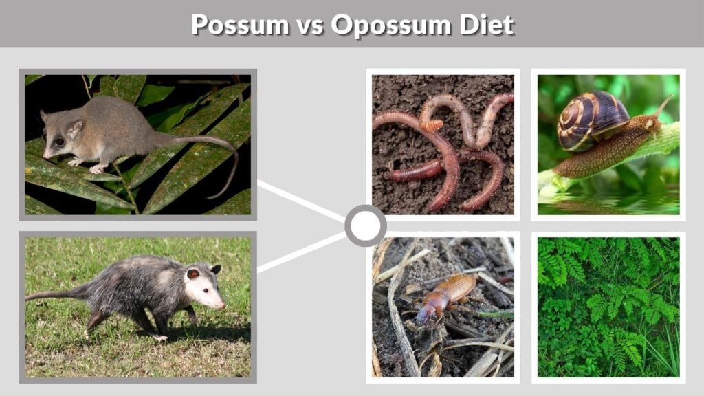 Possum vs Opossum Diet