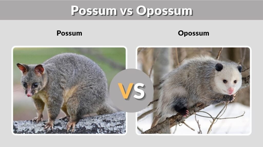 Possum vs Opossum: What’s the Difference?