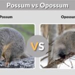 Possum vs Opossum: What’s the Difference?