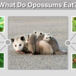 What Do Opossums Eat? 10 Common Foods in Their Diet