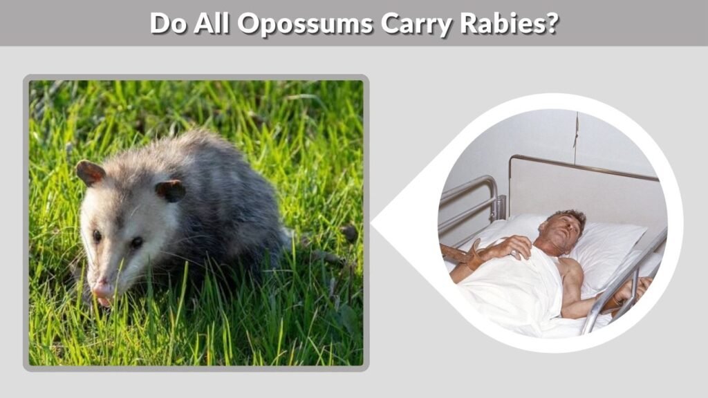 Do All Opossums Carry Rabies?
