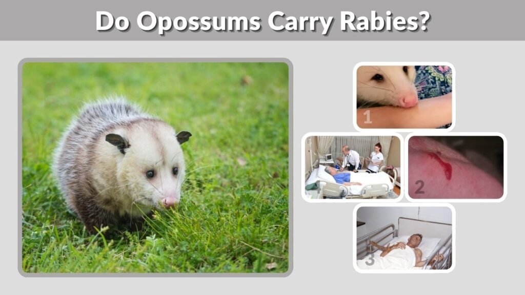 Do Opossums Carry Rabies? Facts and Safety Tips