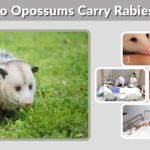 Do Opossums Carry Rabies? Facts and Safety Tips