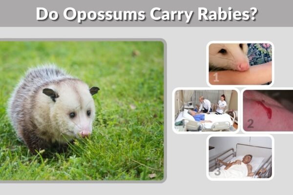 Do Opossums Carry Rabies? Facts and Safety Tips