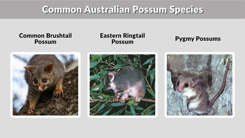Common Australian Possum Species