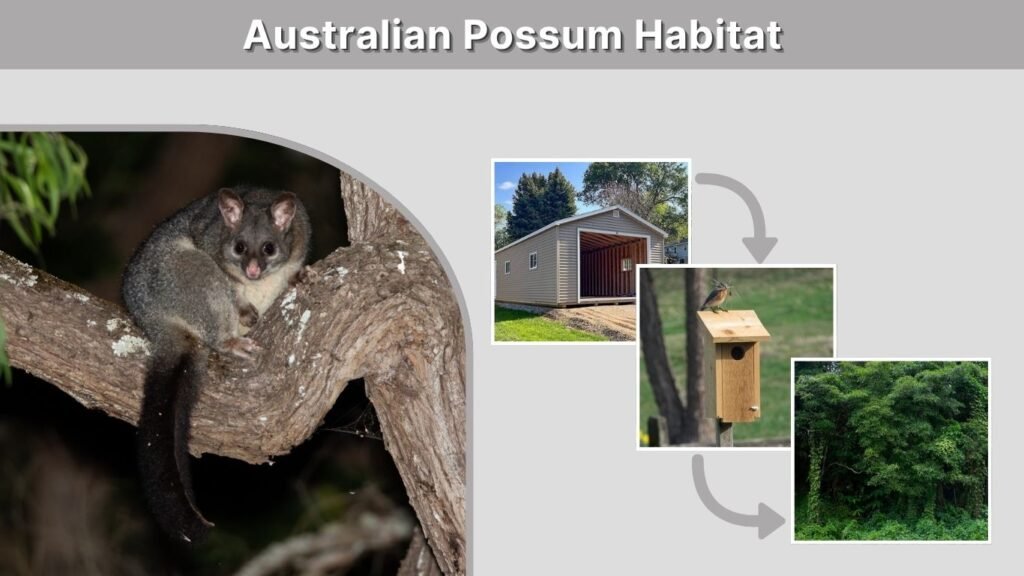 Australian Possum Habitat