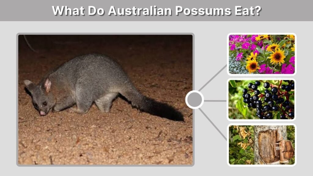 What Do Australian Possums Eat?