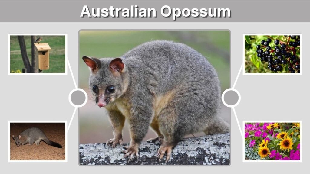 Australian Opossum: Species, Habitat, Diet, and Facts