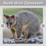 Australian Opossum: Species, Habitat, Diet, and Facts