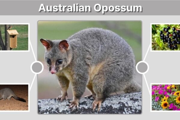 Australian Opossum: Species, Habitat, Diet, and Facts