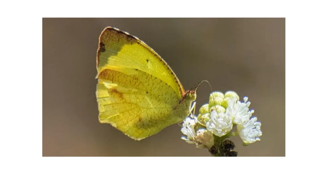 Boisduval’s Yellow (Eurema boisduvaliana)