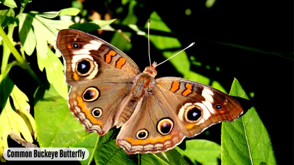 Common Buckeye Butterfly