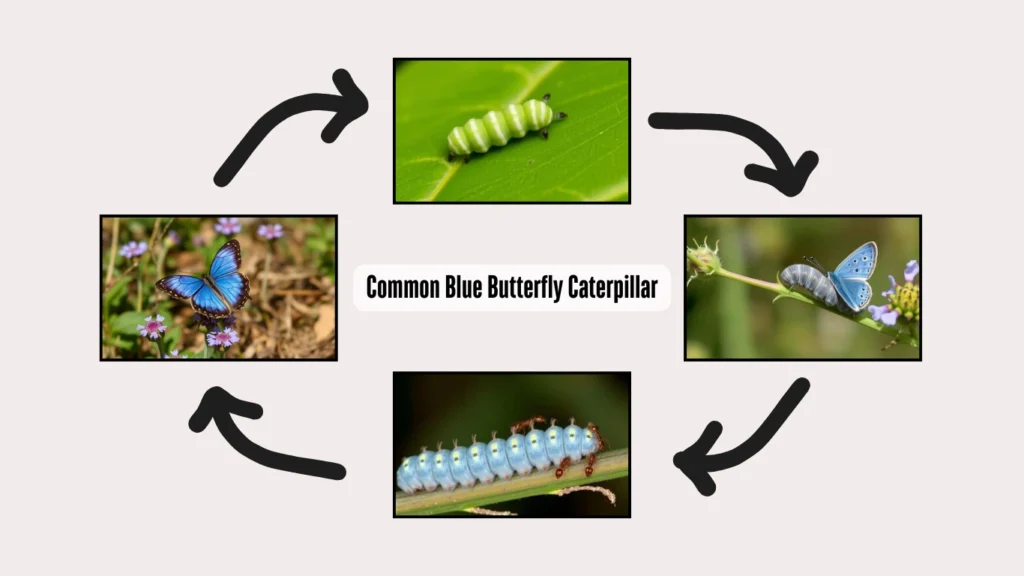 Common blue butterfly caterpillar