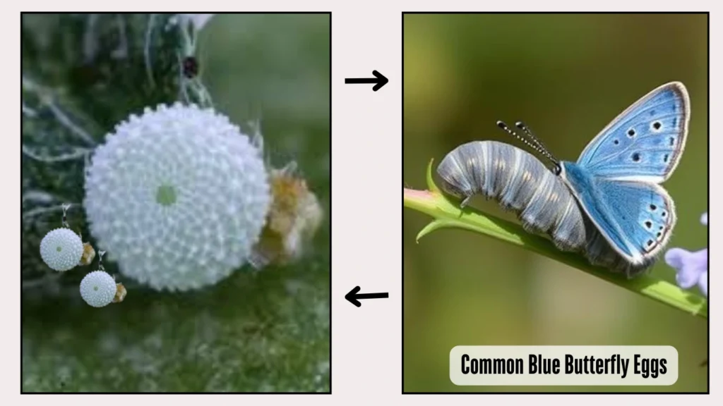 Common blue butterfly eggs