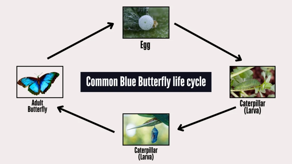 Common blue butterfly life cycle