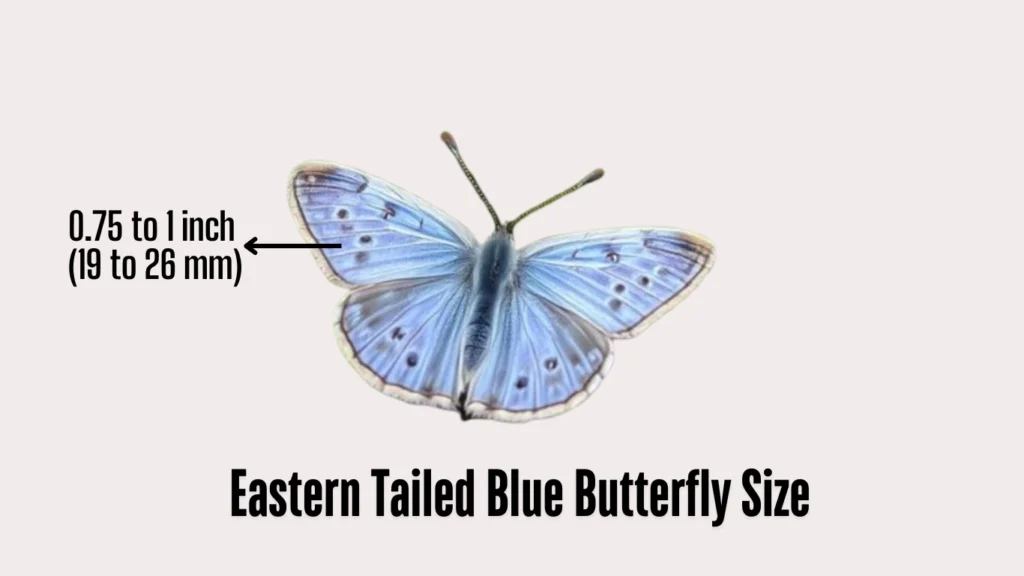 thumbnail image 2 of USPS LY1IYDM Eastern Tailed-Blue - Sheet Of 20 Non-machinable Rate Postage Stamps Scott 5136 2 of 14