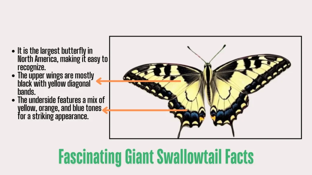 Fascinating Giant Swallowtail Facts