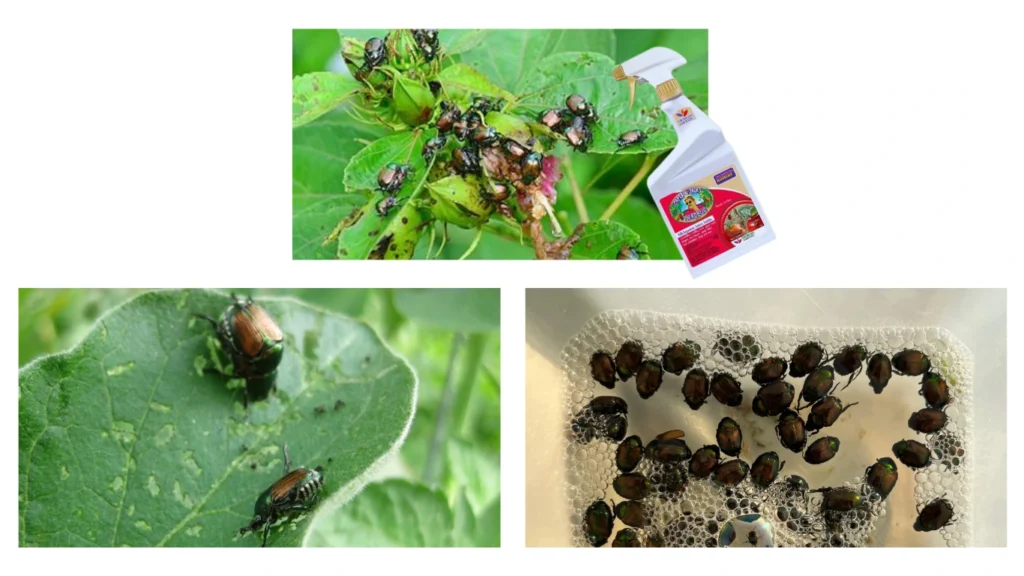 Get Rid of Japanese Beetles Quickly